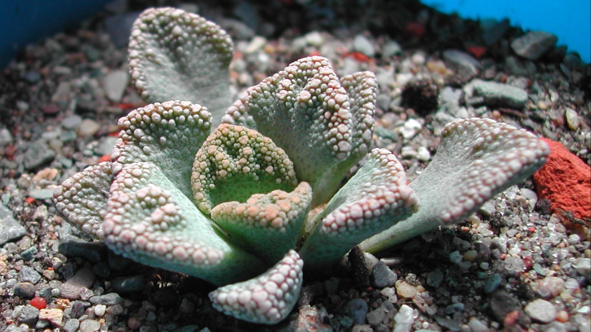 File:Titanopsis calcarea 1 IB.jpg