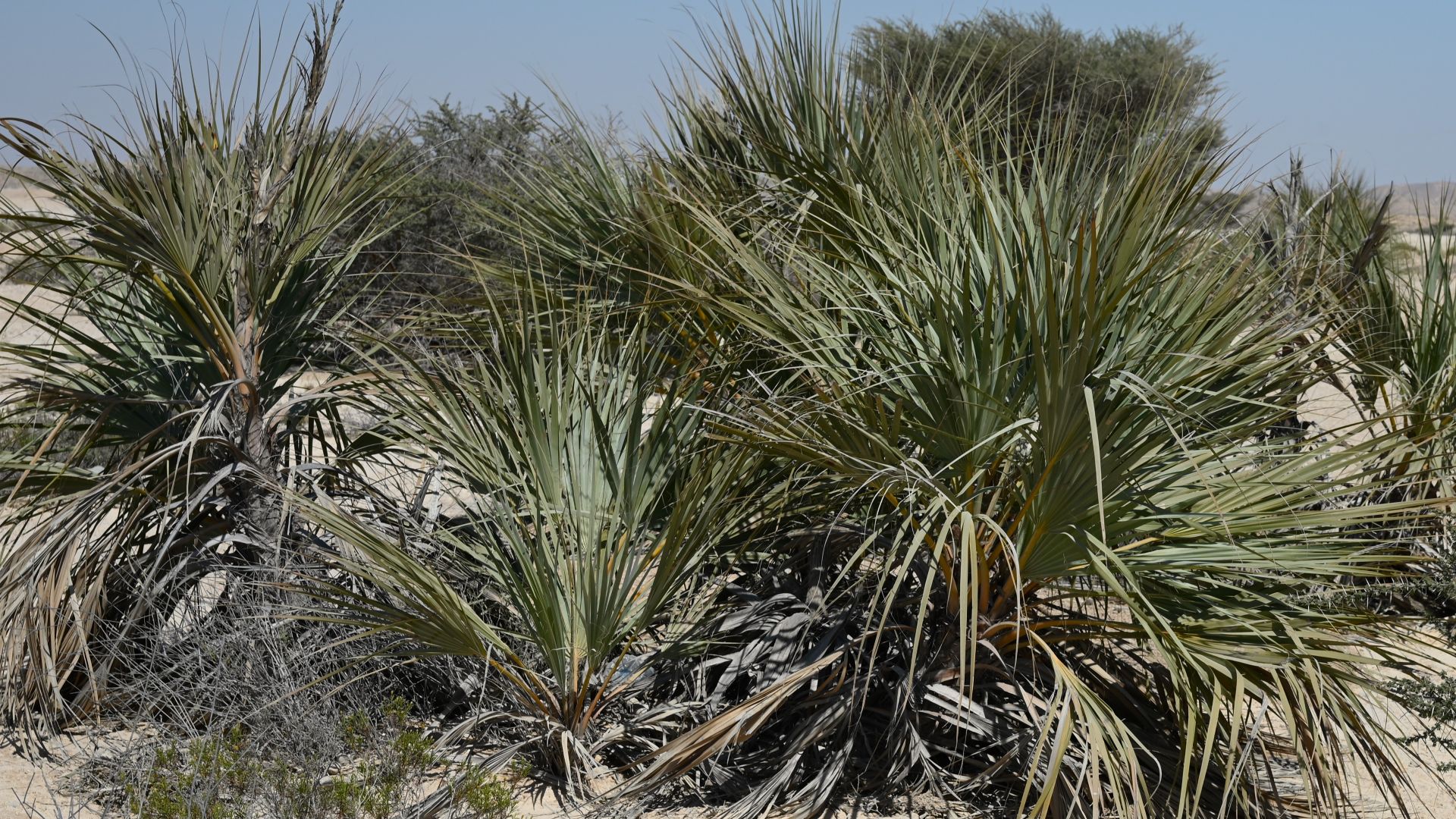 File:Nannorrhops ritchiana kz03.jpg