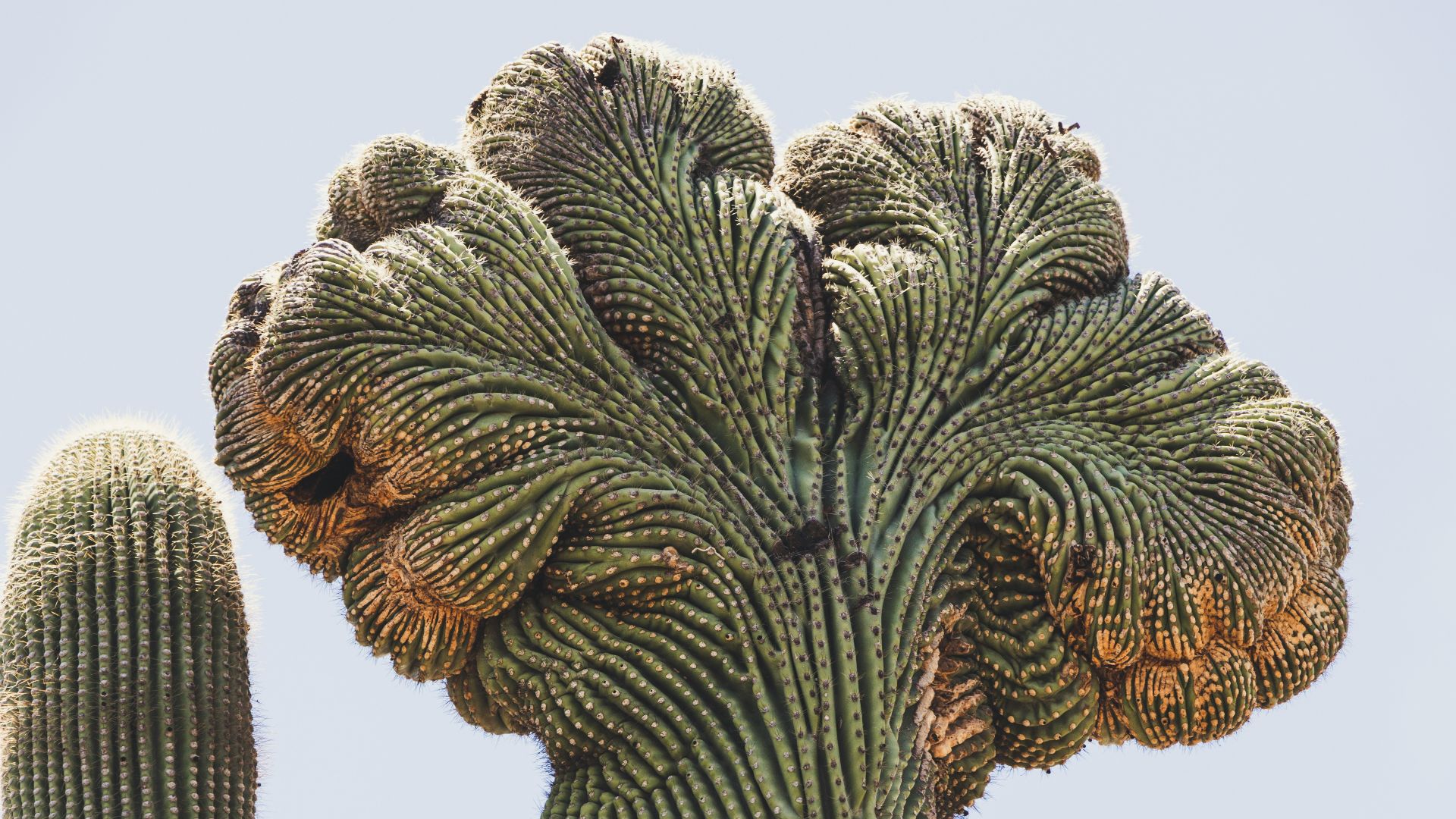 green and brown cactus