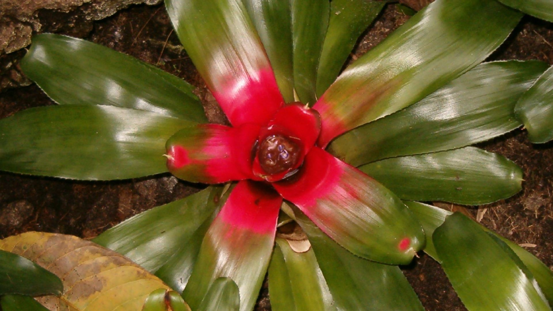 File:Neoregelia carolinae BotGardBln310505a.jpg