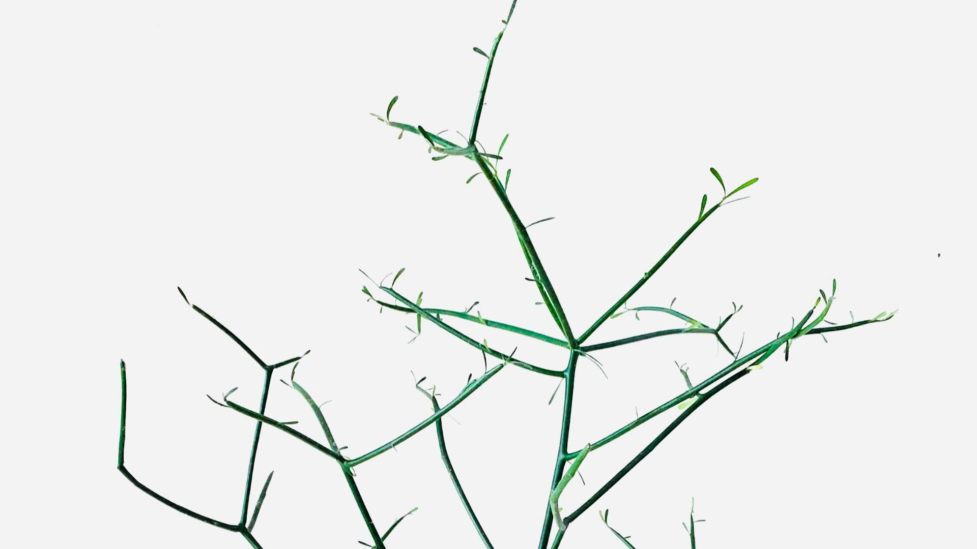 green plant with white background