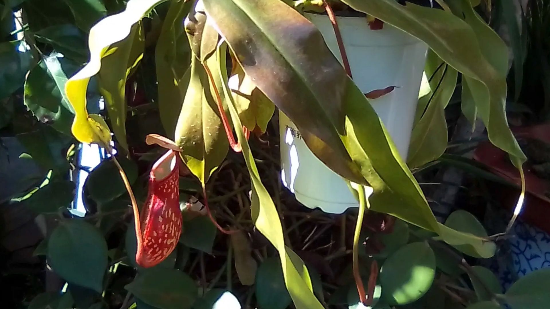 File:Nepenthes Gaya.jpeg