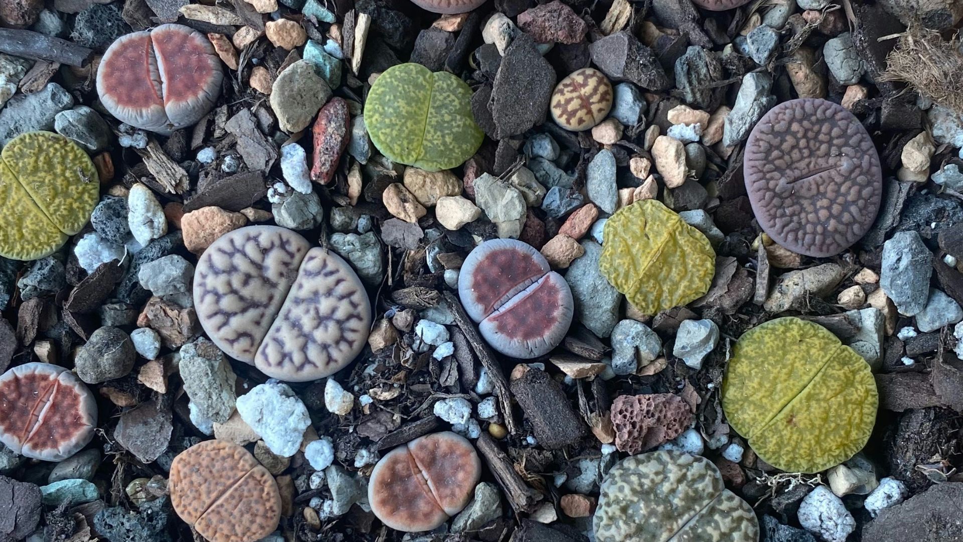 Assortment of lithops plants in a terracotta pot.