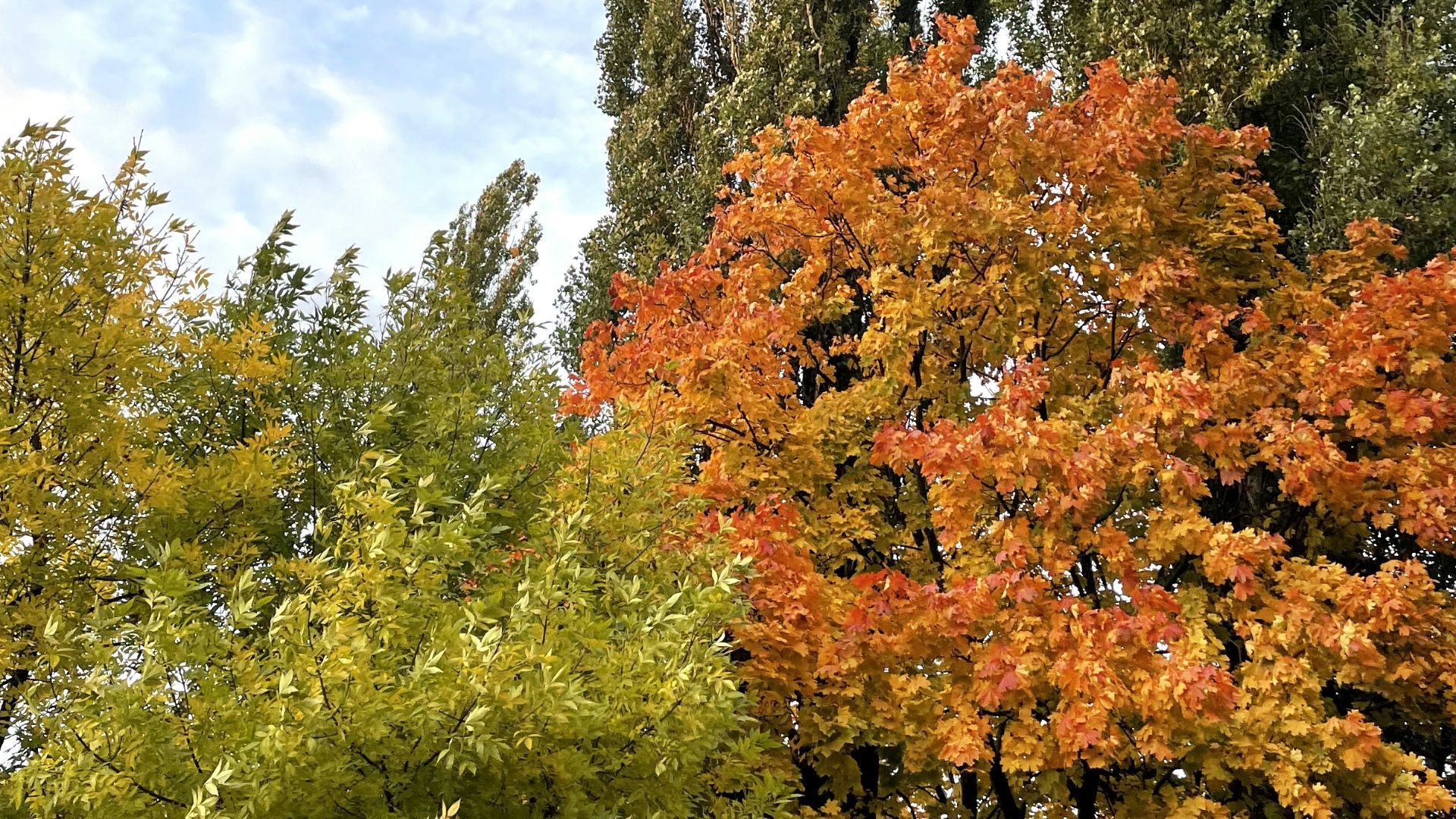 a group of trees that are next to each other