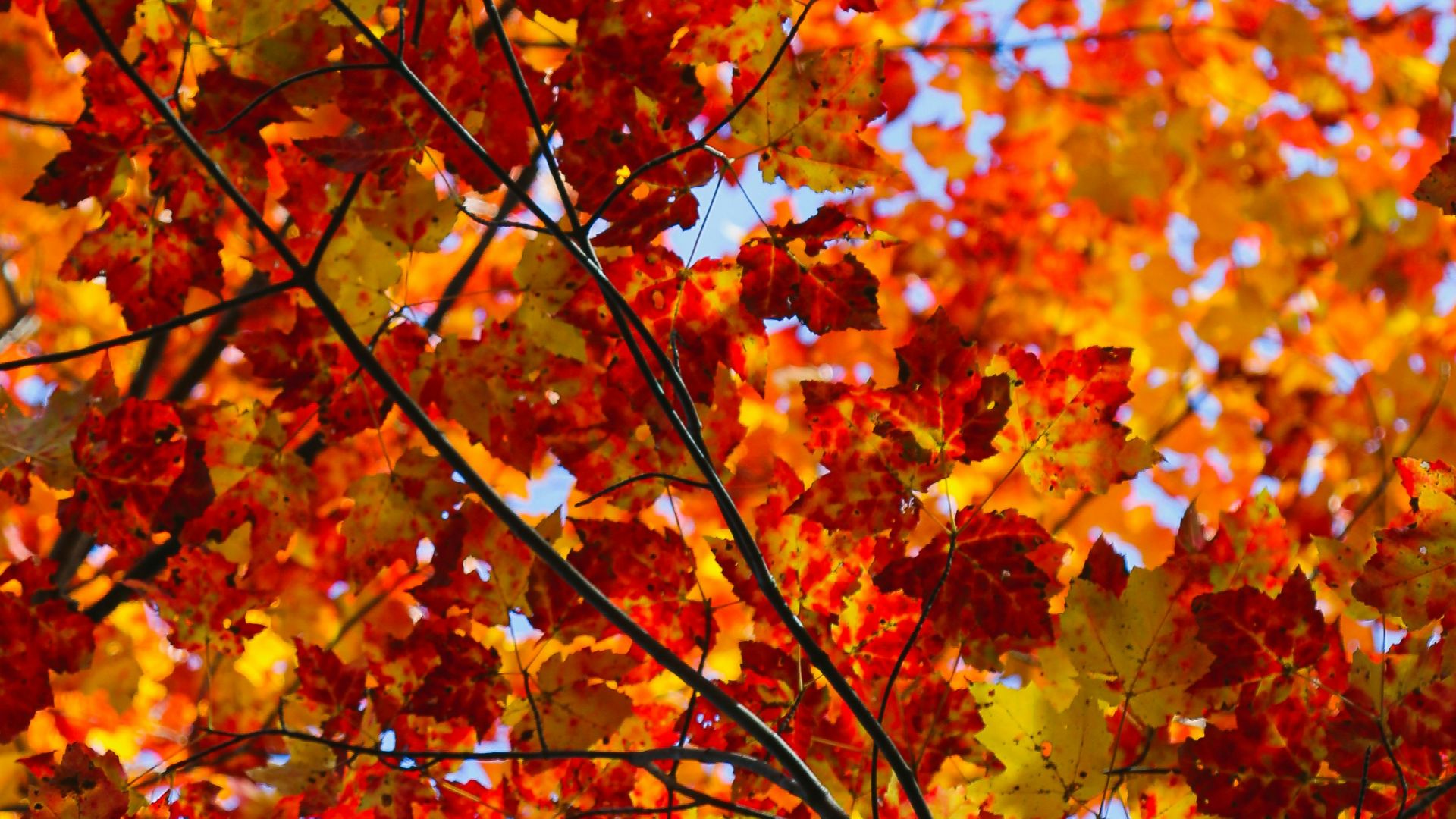closeup photo of tree