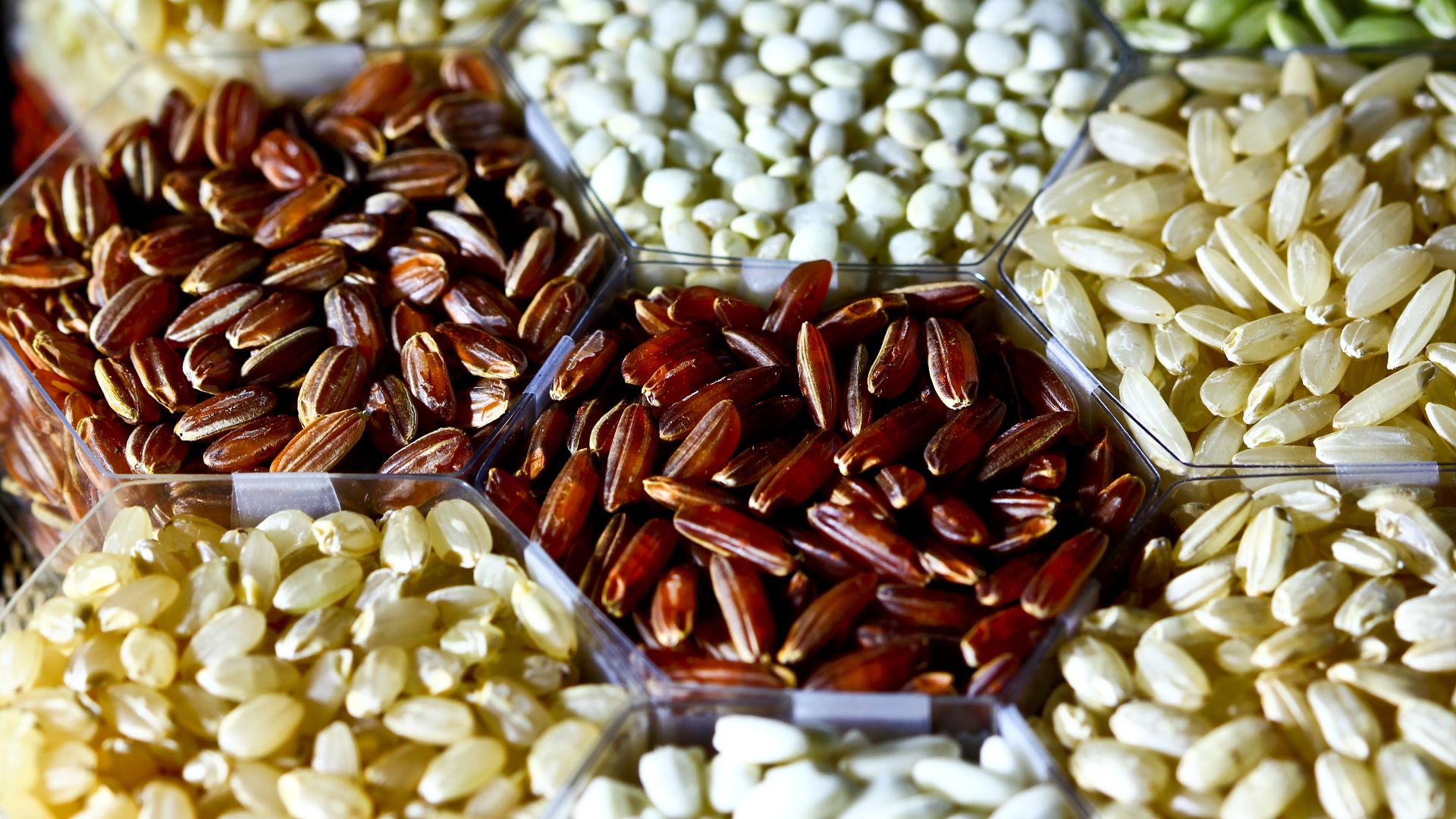 File:Rice grains (IRRI).jpg