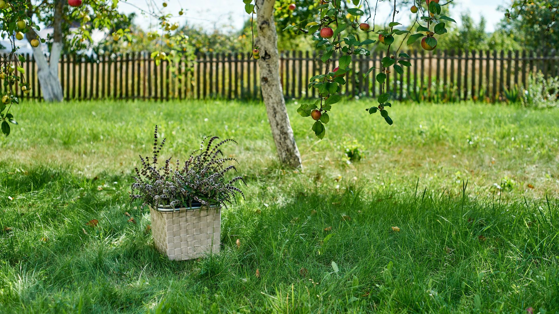 red and green plant on white pot on green grass field during daytime
