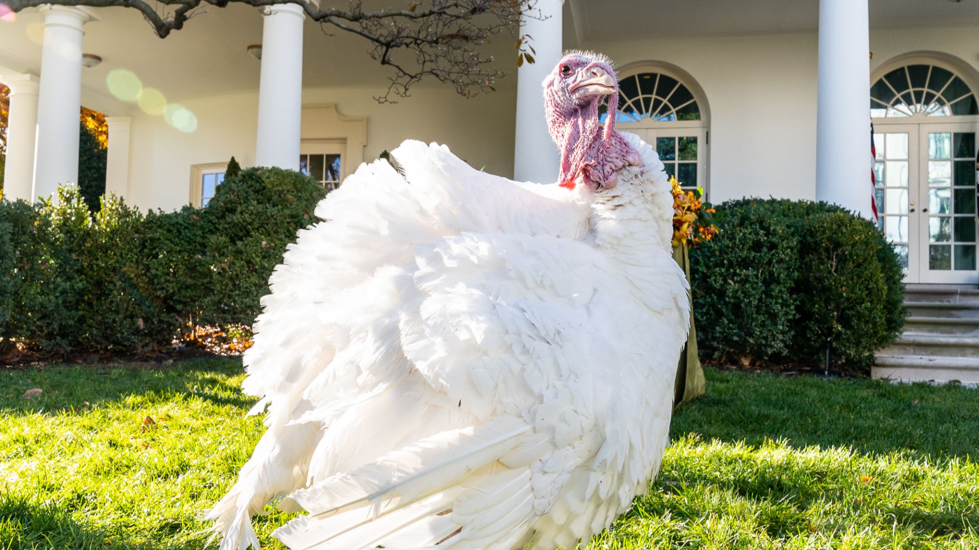 File:The 2019 National Thanksgiving Turkey Presentation (49129115353).jpg