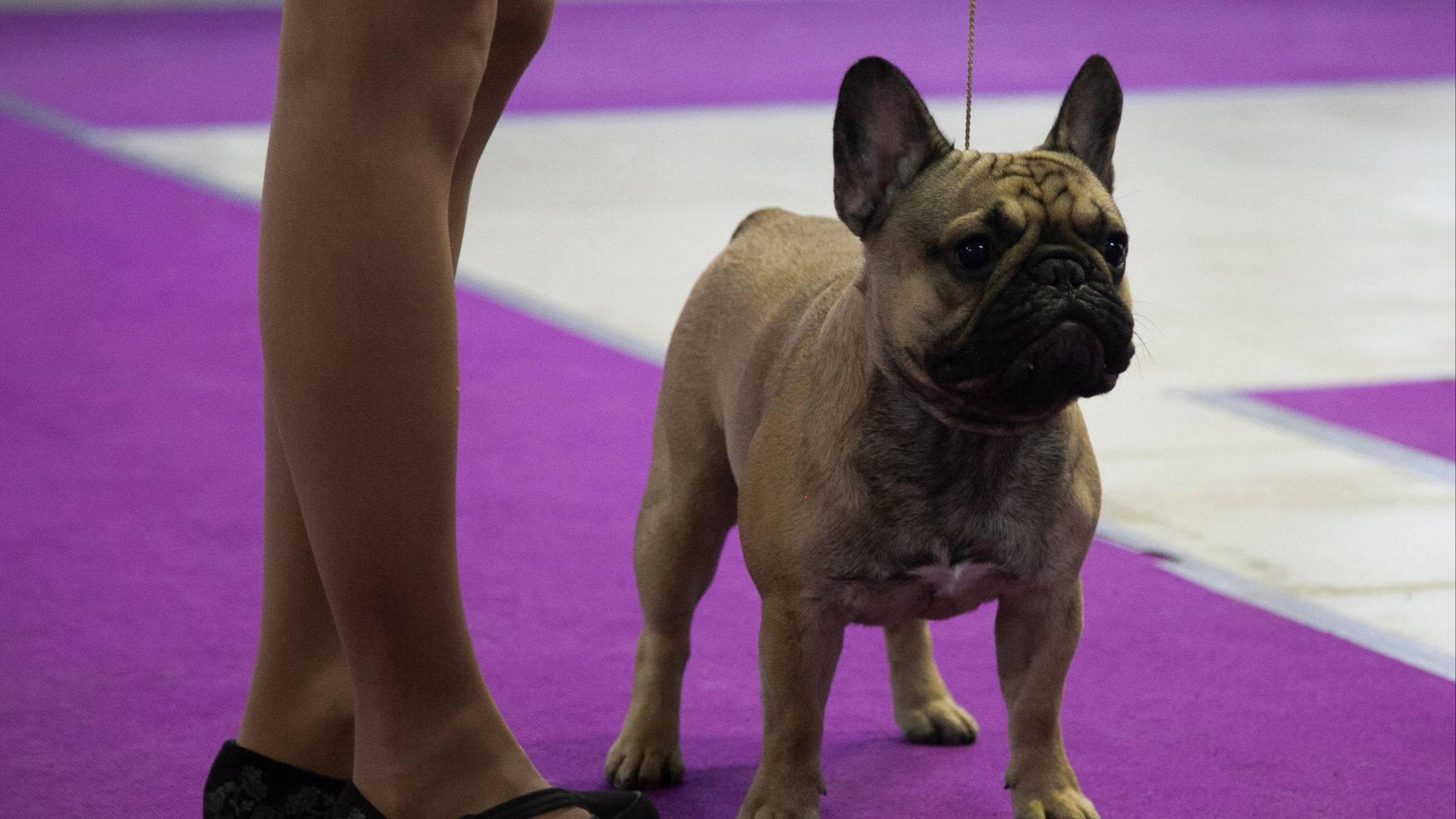 File:French bulldog on local national club dog show russia moscow 2020.jpg