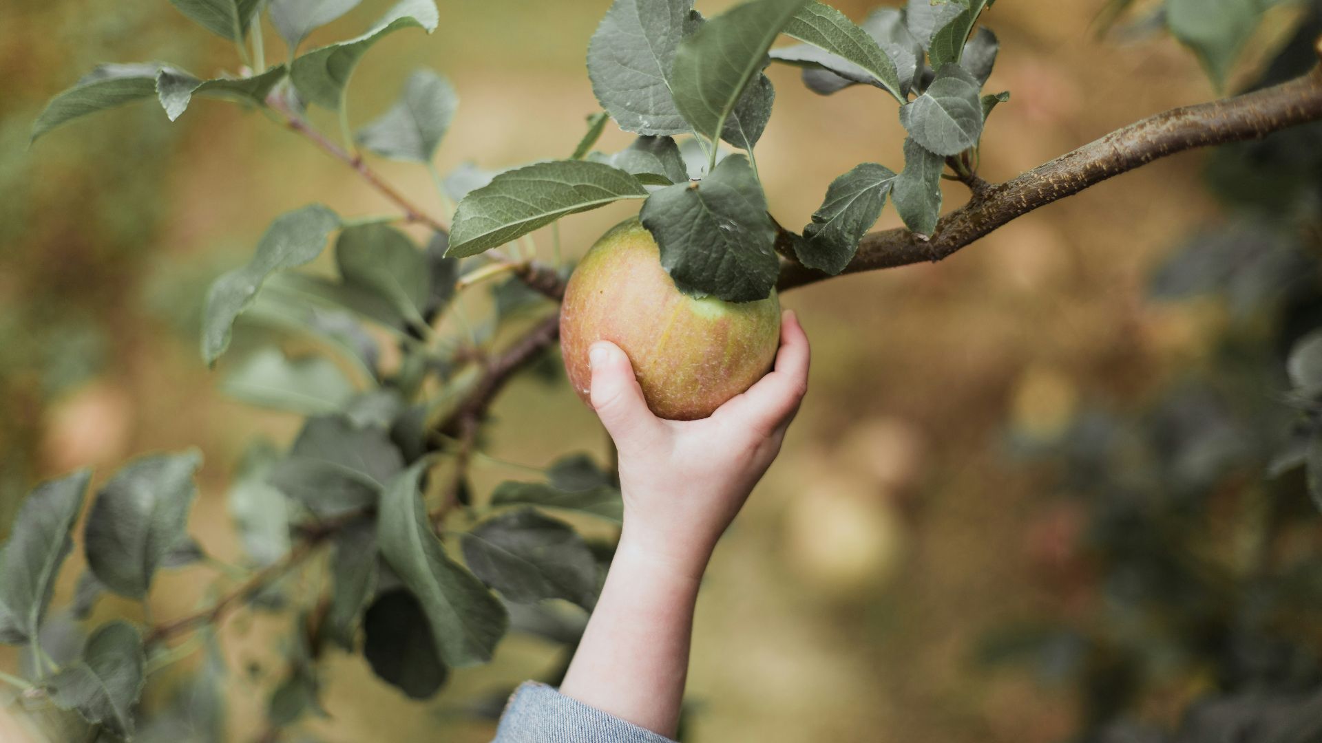 child picking an apple