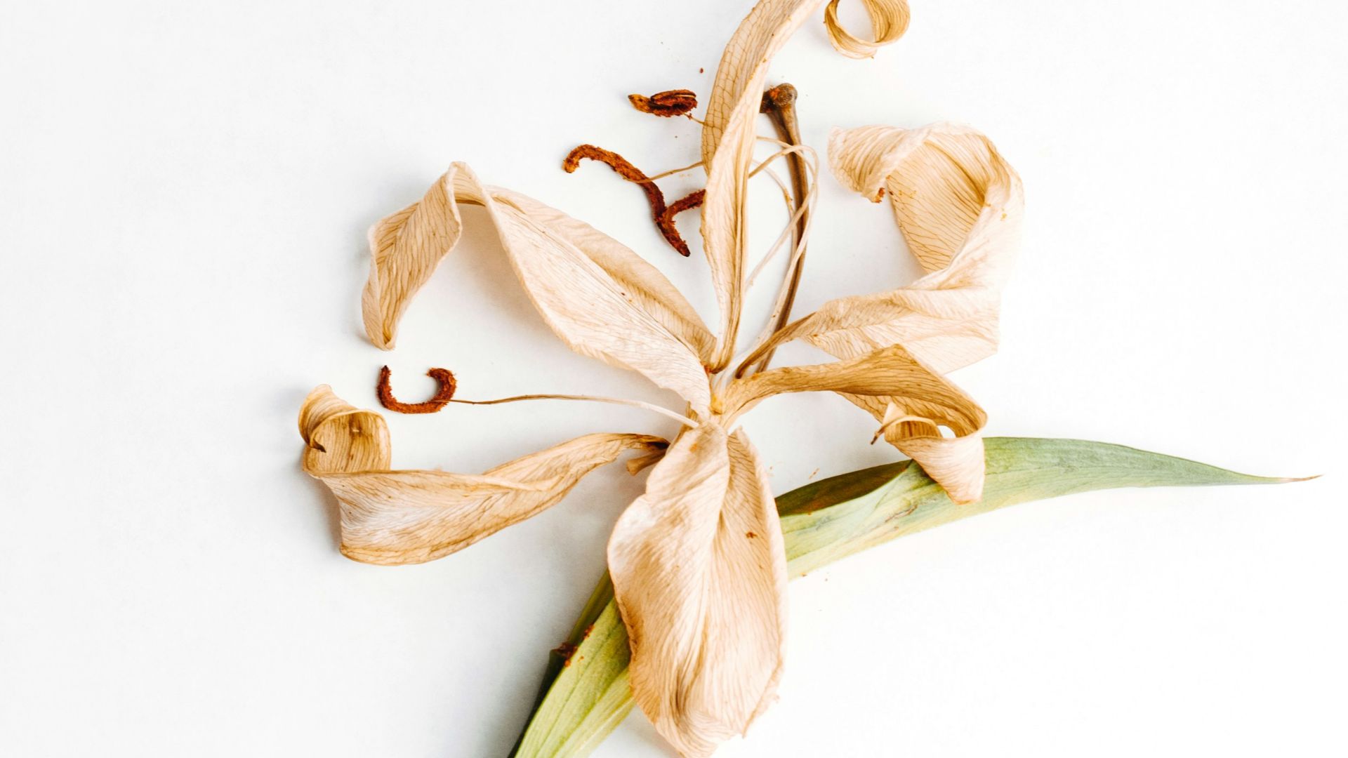 brown and white flower on white surface