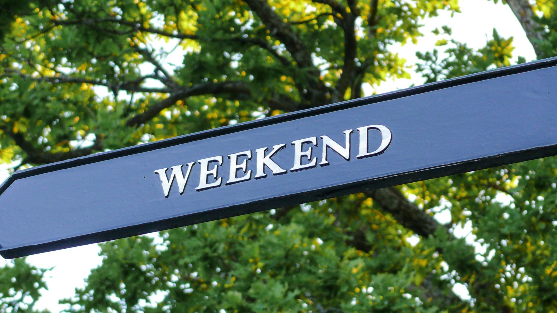 a blue street sign with a tree in the background