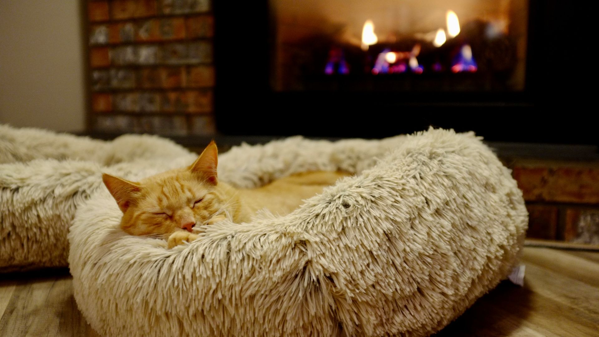 brown and gray tabby cat in pet bed