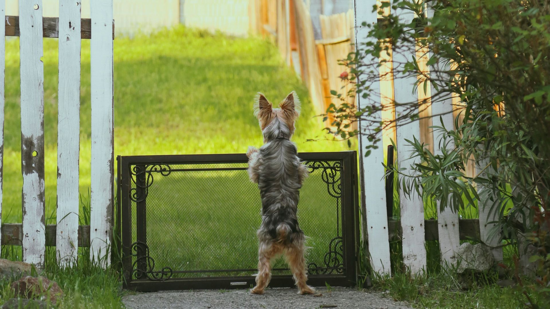 a small dog standing on its hind legs in front of a gate