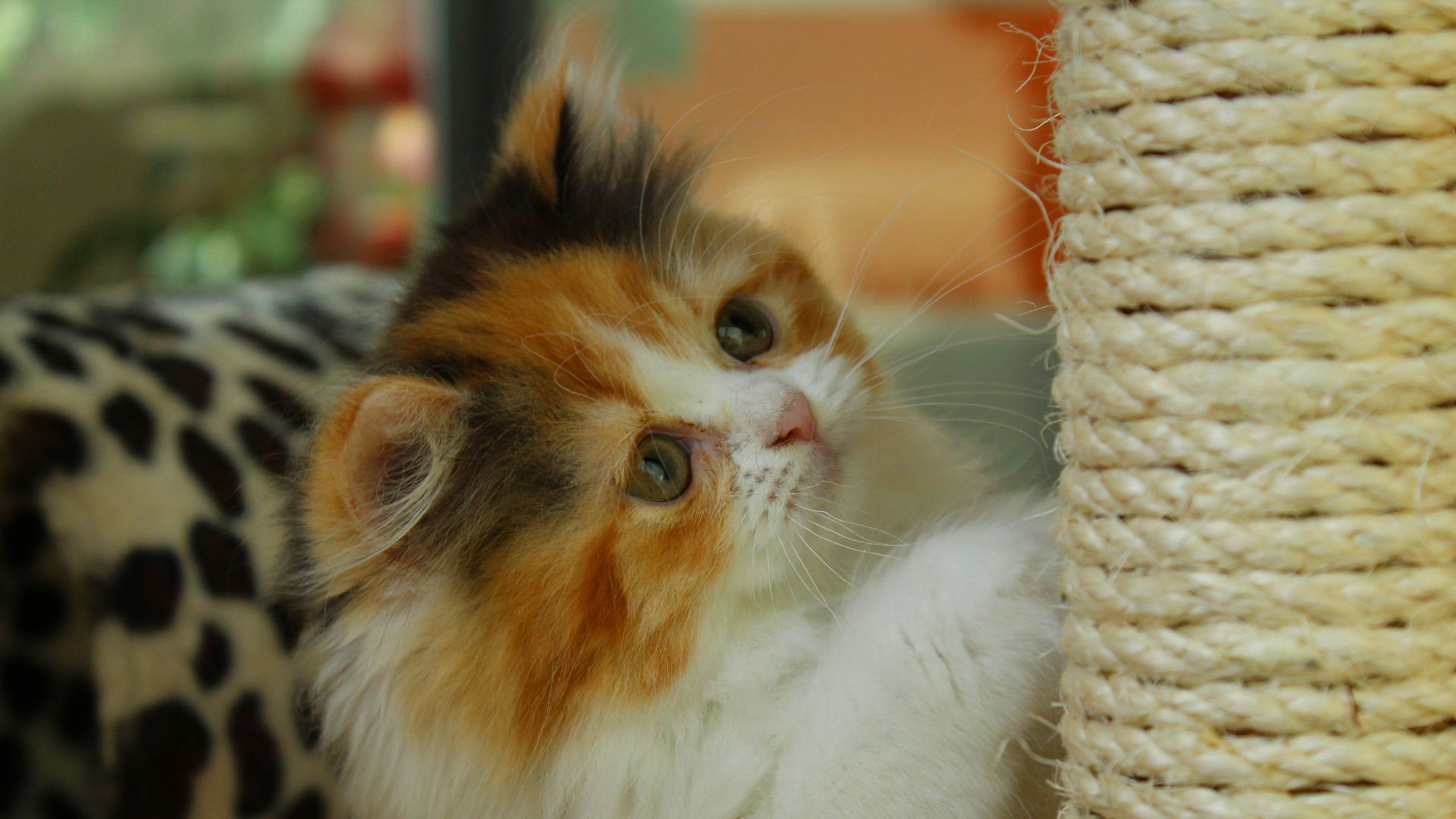white orange and black cat on brown wicker basket