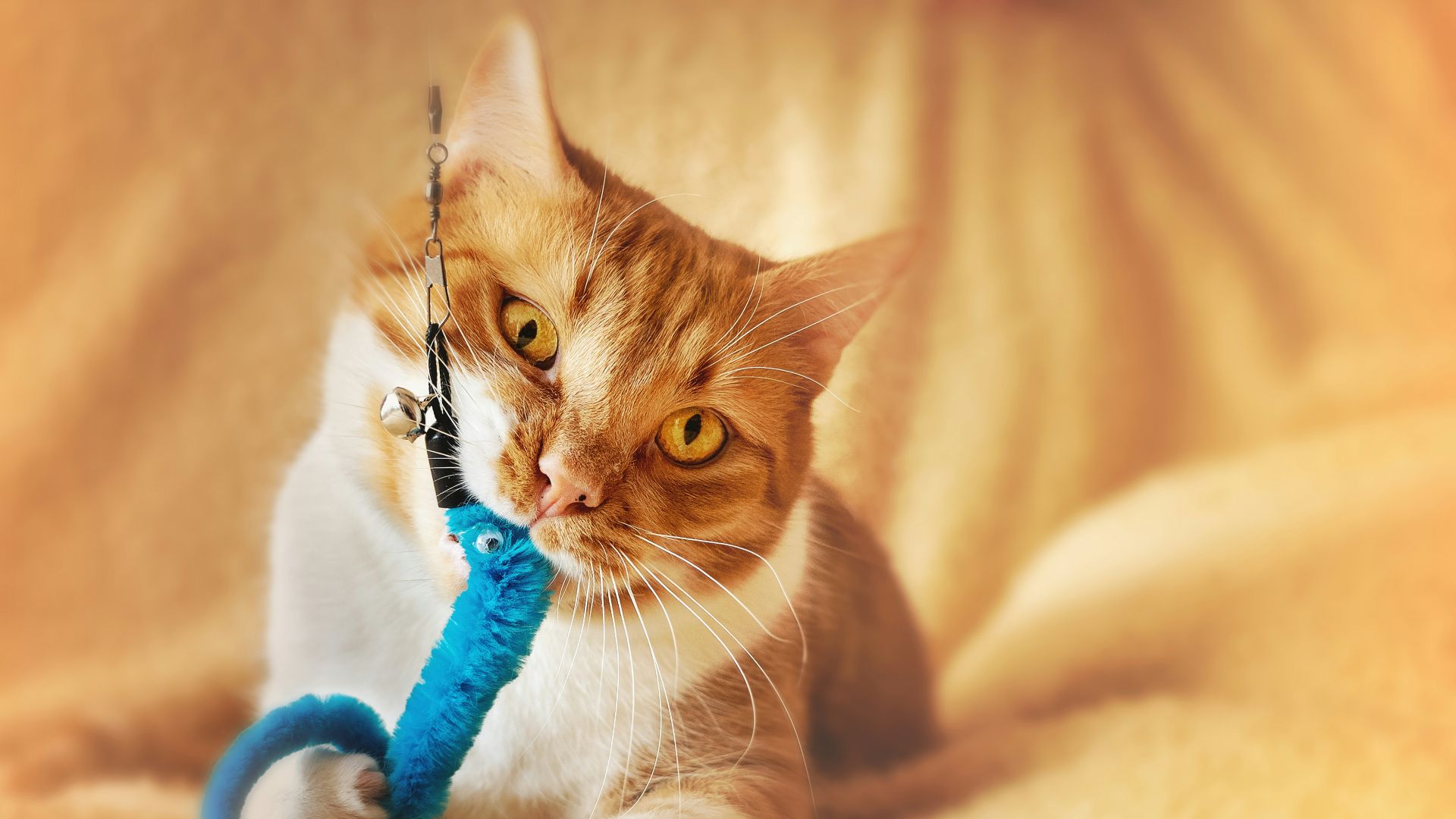 orange tabby cat on white textile