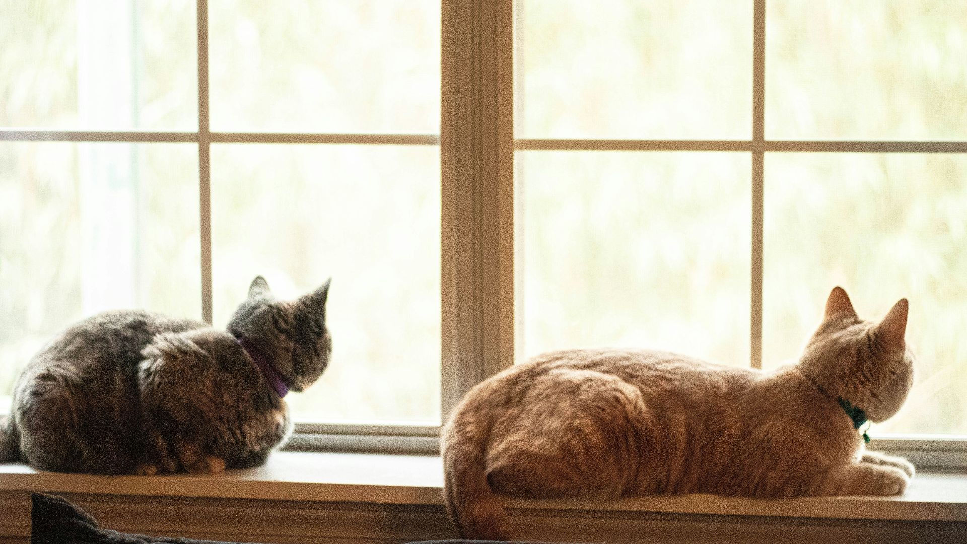 two brown and black cats lying near window