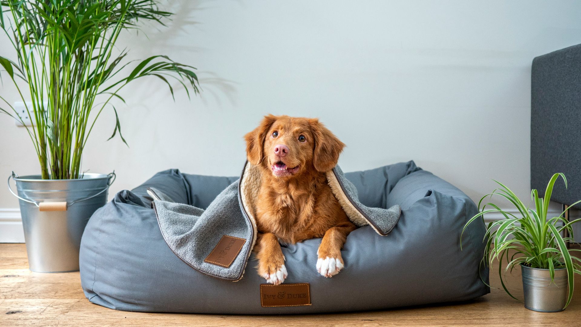 brown short coated dog on gray couch