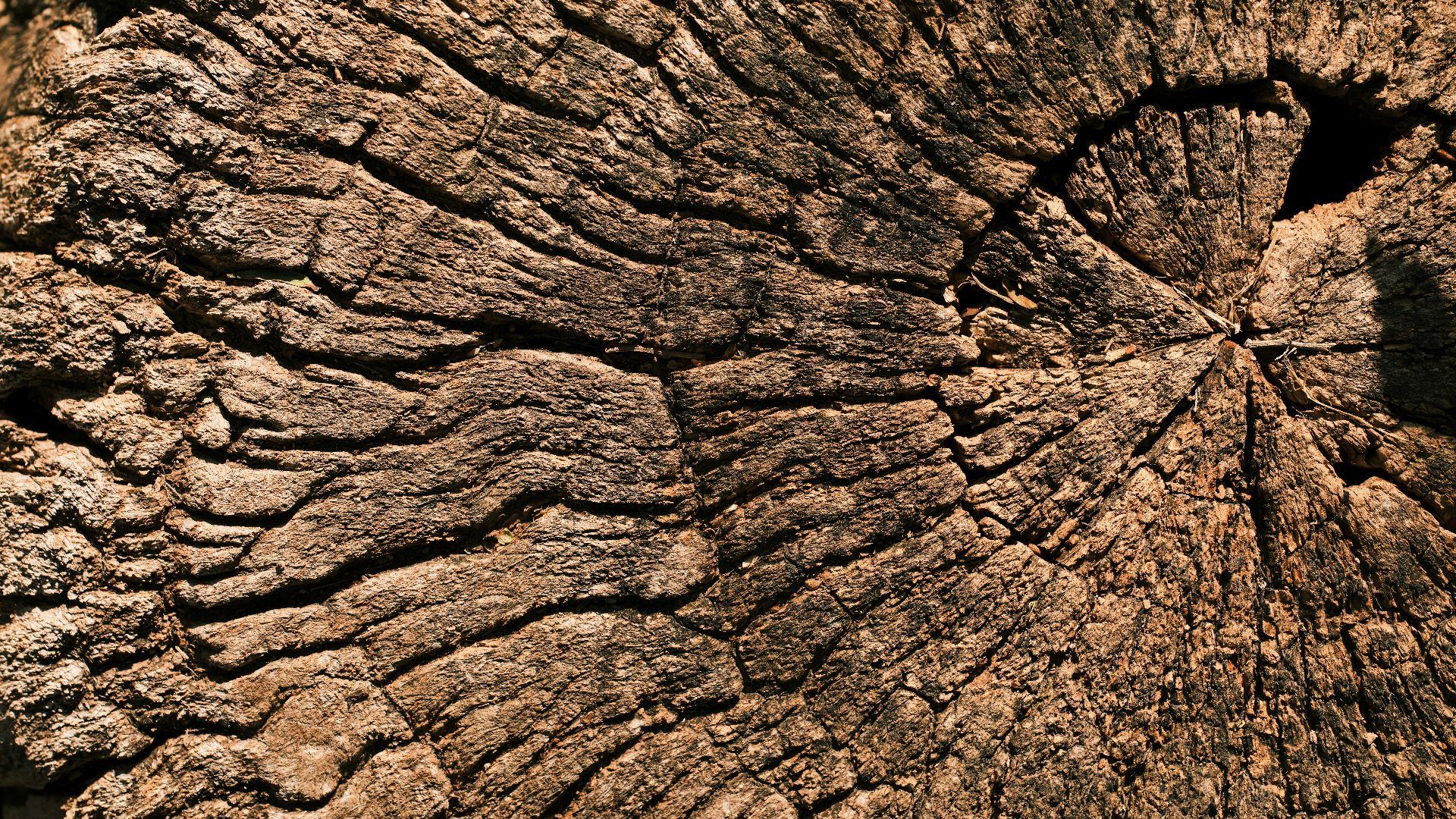 a close up of a tree trunk with a hole in it