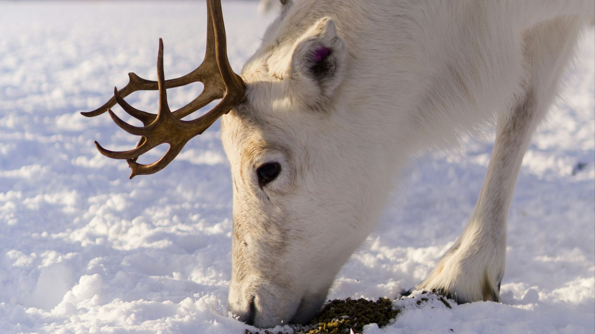 white horse eating brown tree branch during daytime