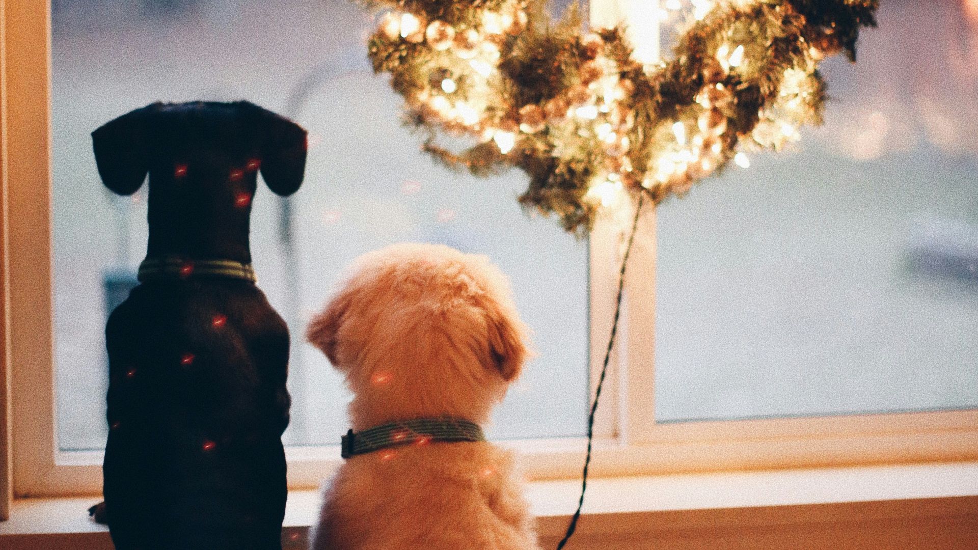 two black and white dogs near lighted wreath
