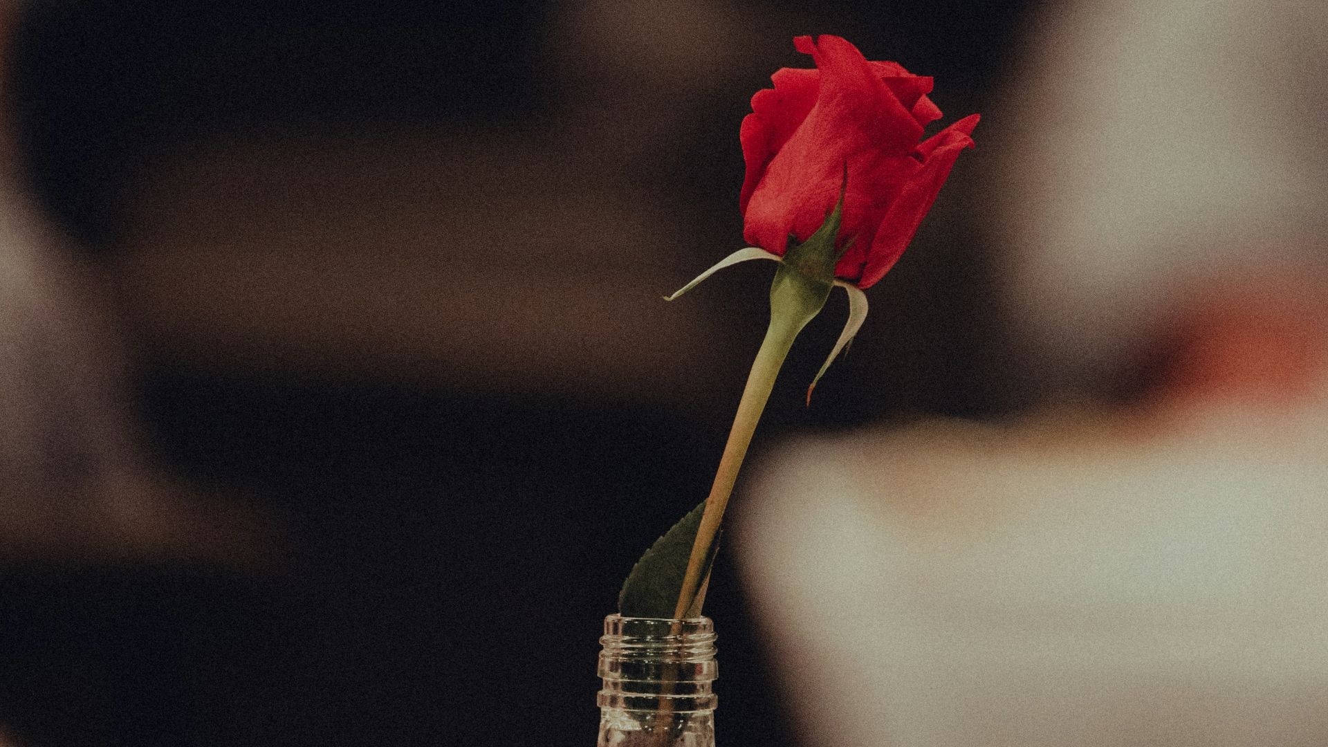 red rose in clear glass bottle