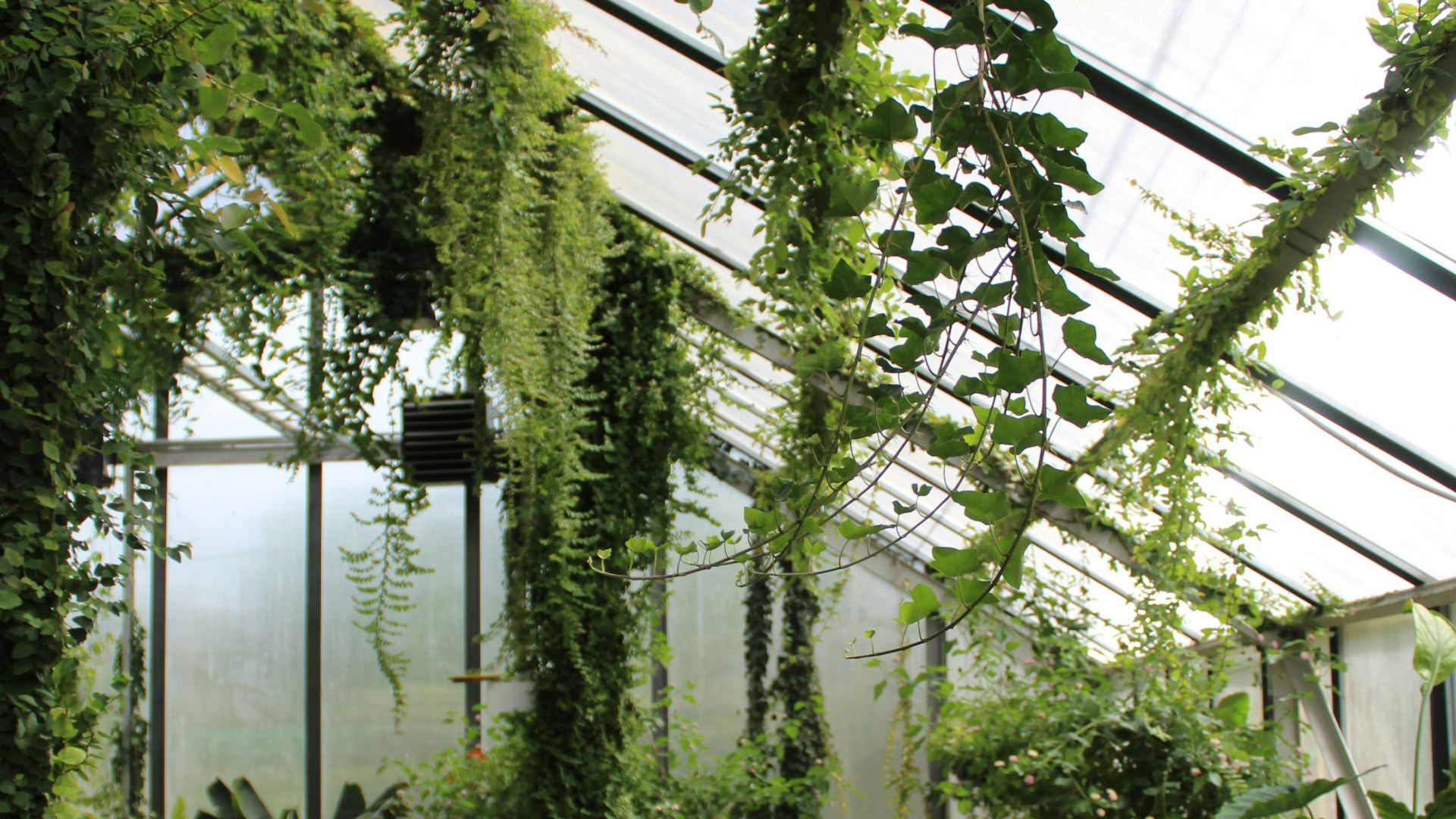 green leaf plants in garden