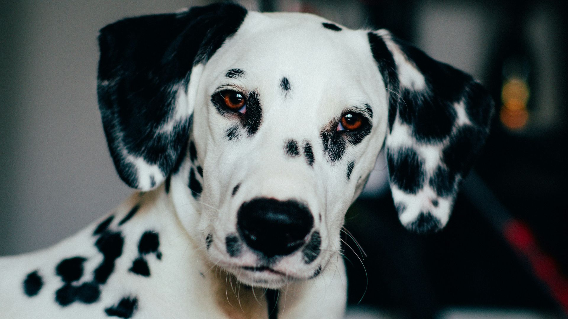 black and white dalmatian dog