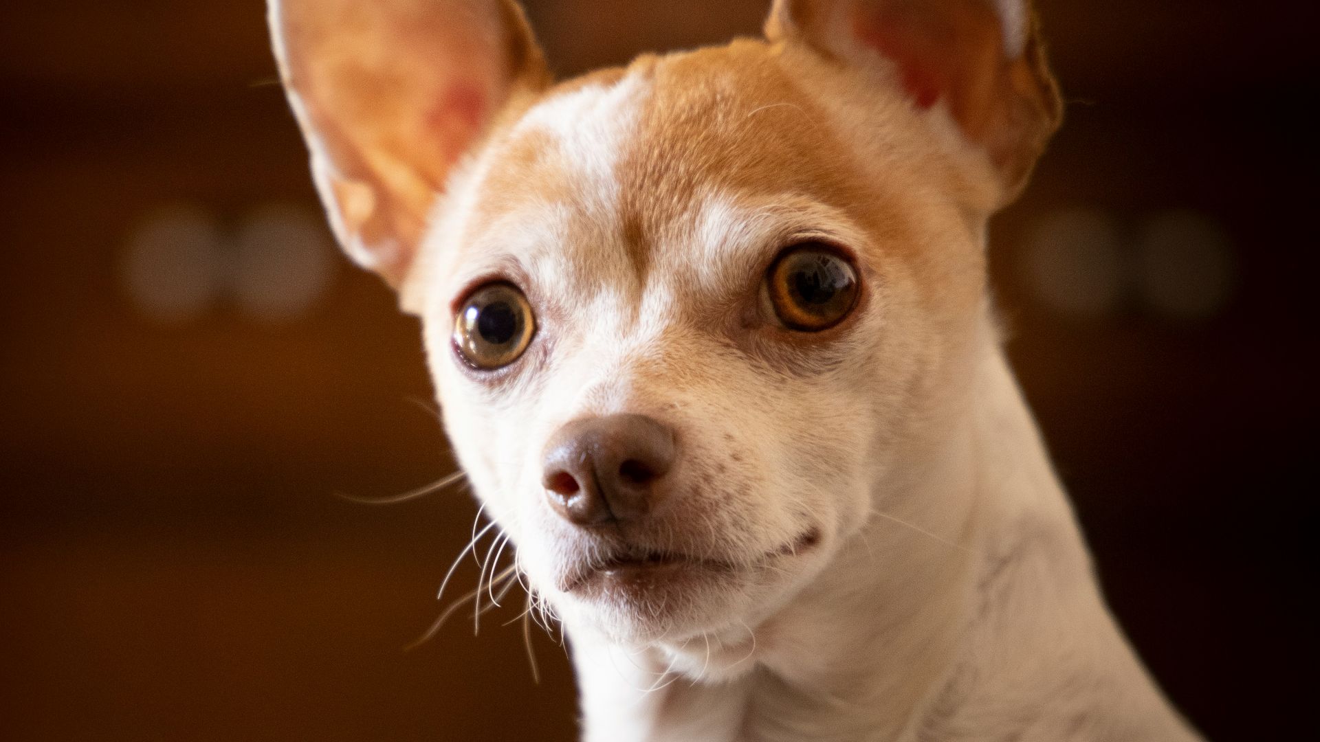 white and brown chihuahua mix puppy