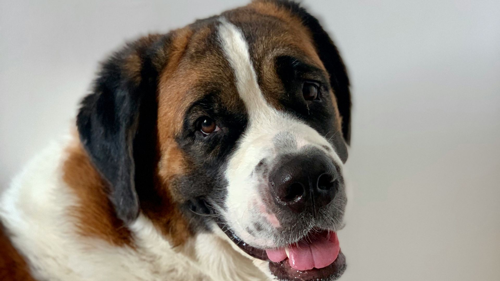 brown and white short coated dog