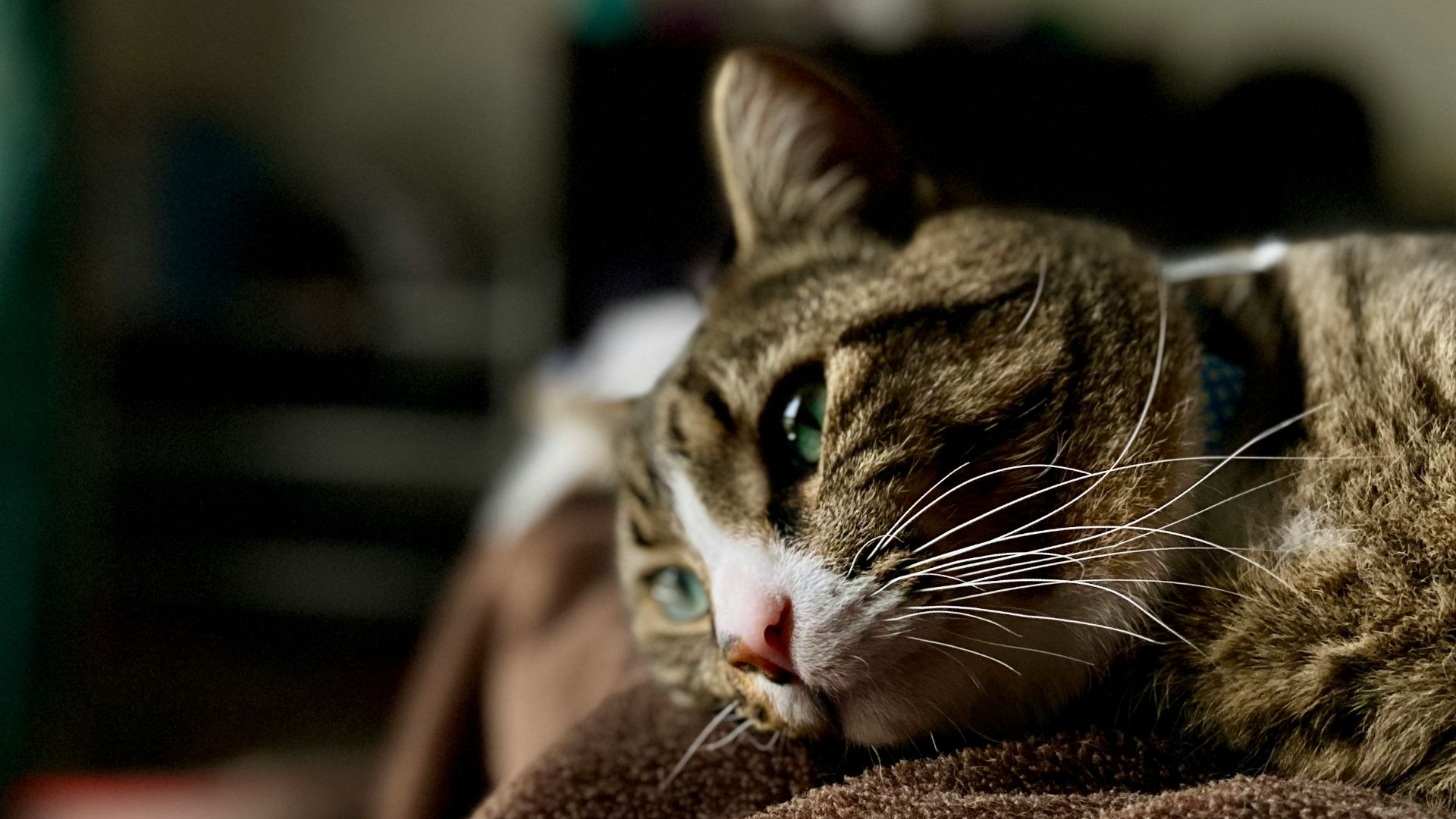 close-up photography of brown and white cat