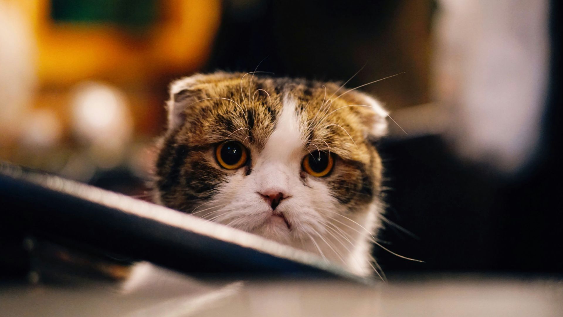 brown and white cat in shallow focus shot
