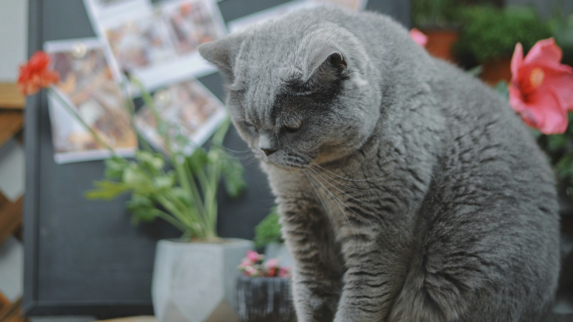 short-hair gray cat on round brown wooden table