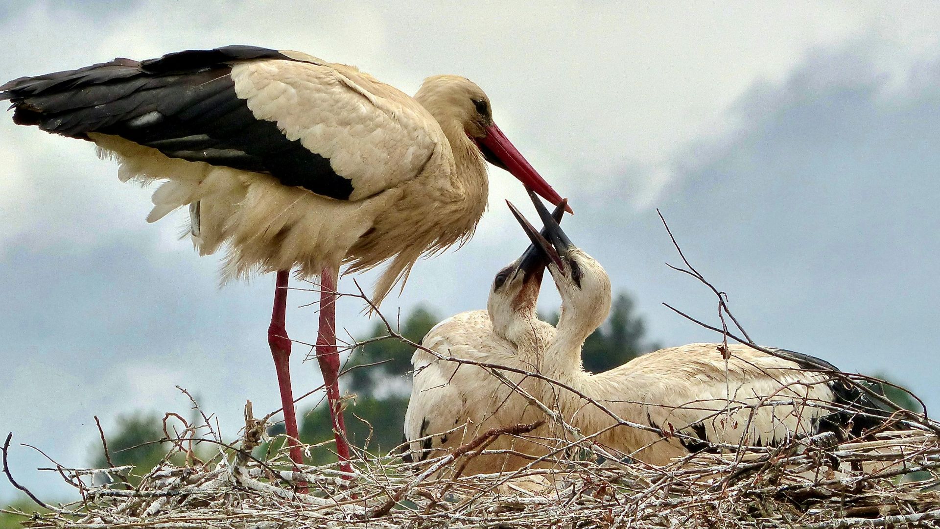 three white and black birds on nest during daytime