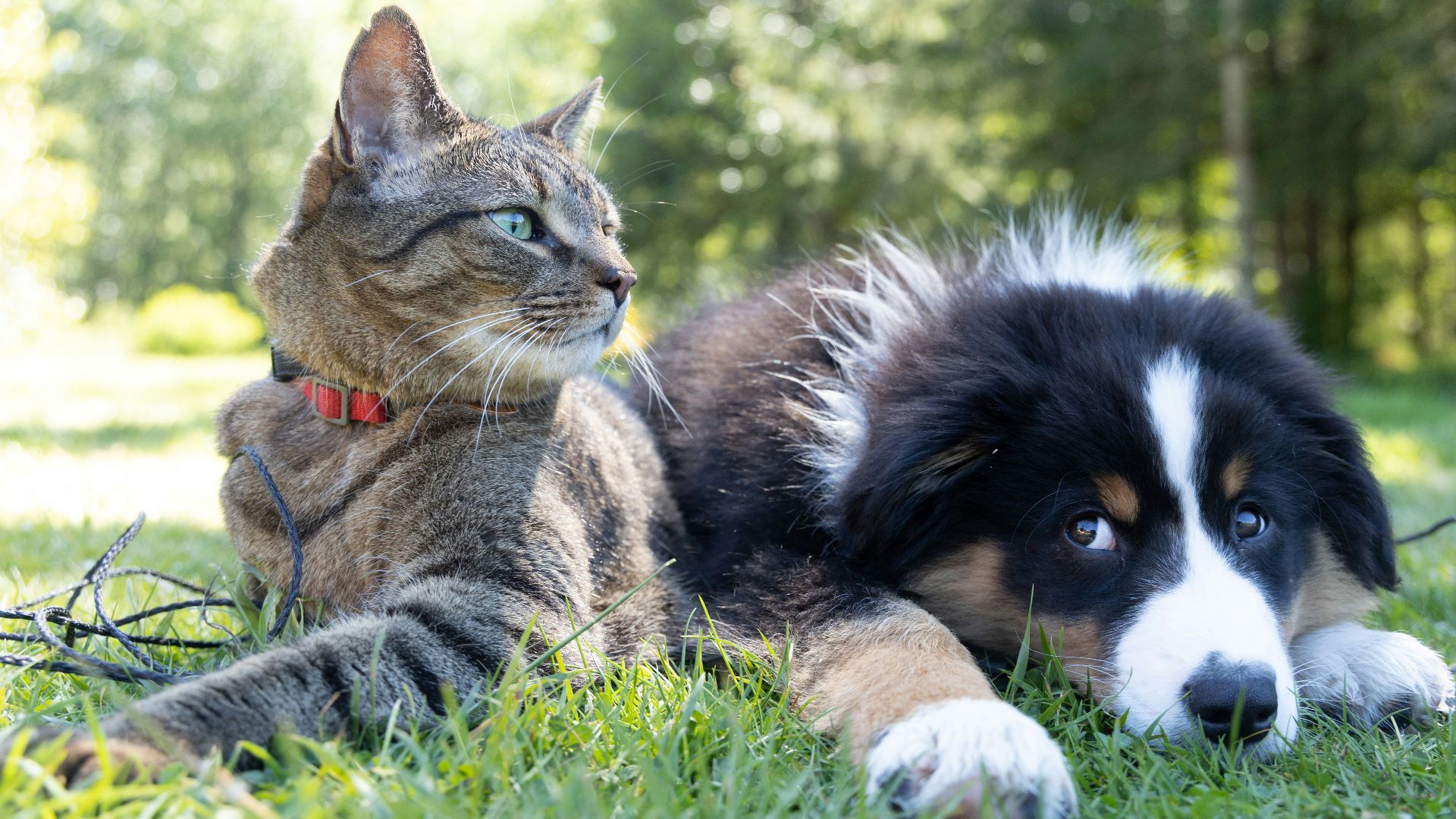 a dog and a cat laying in the grass