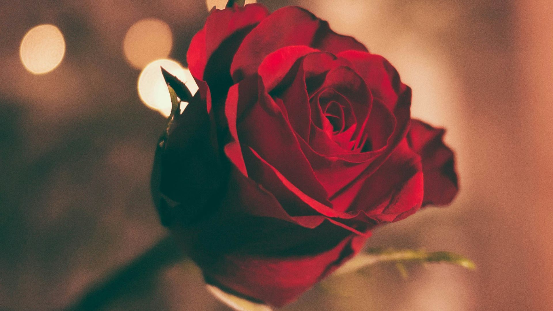 focused photo of a red rose