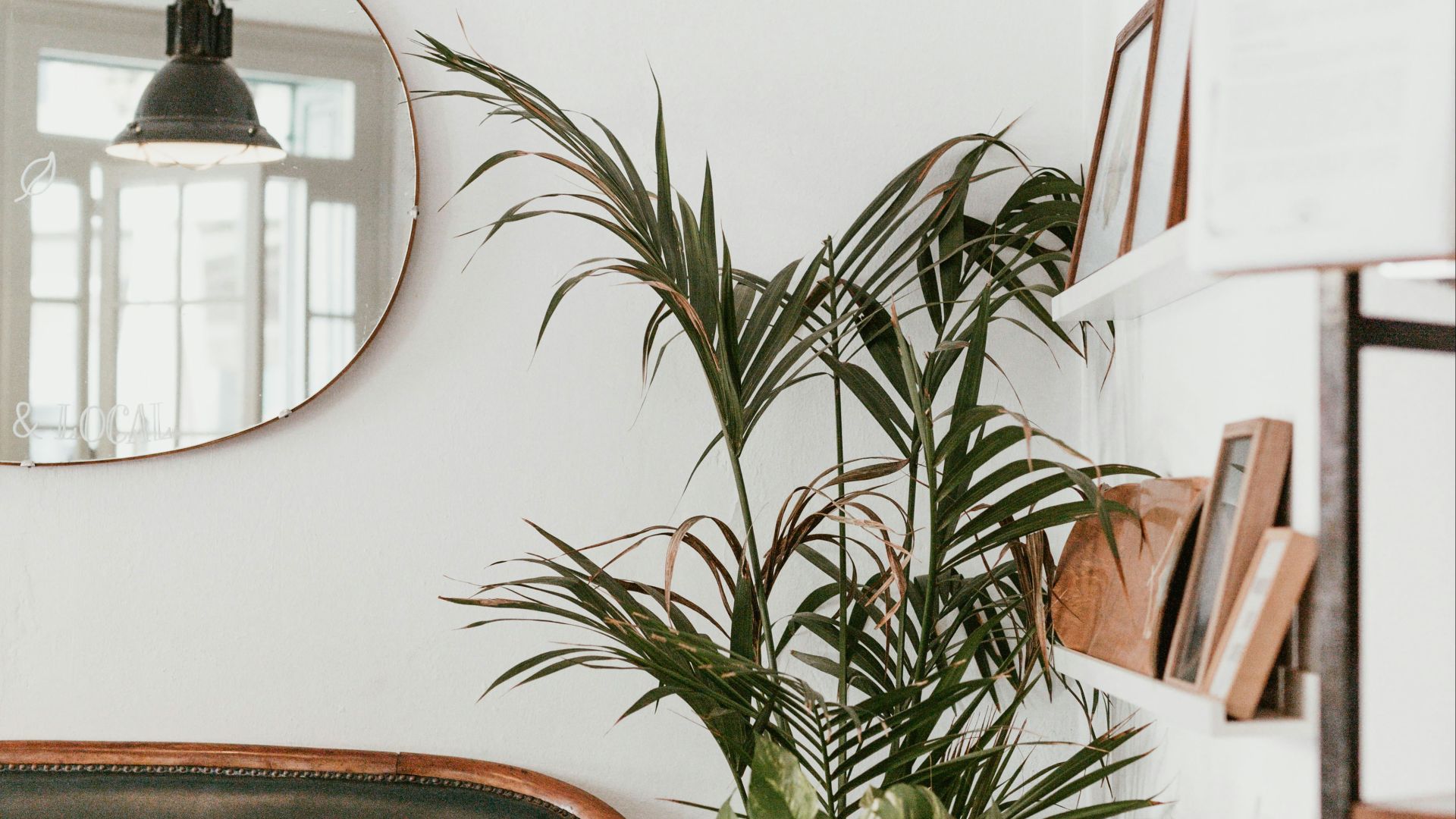 gray fan beside indoor green plants