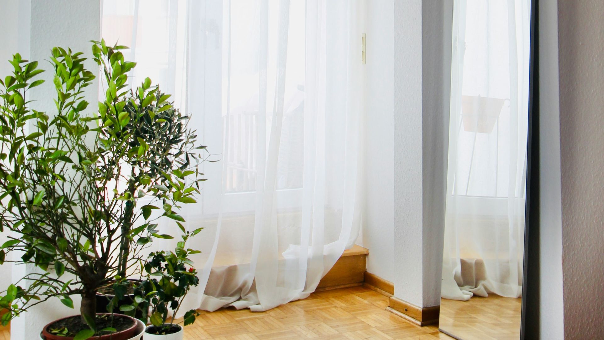 green potted plant near white window curtain