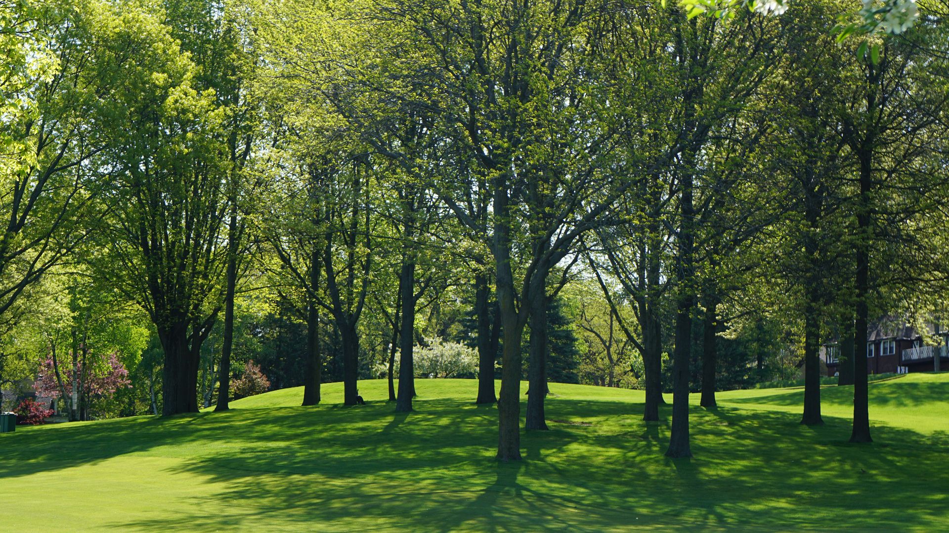 green trees on green grass field during daytime