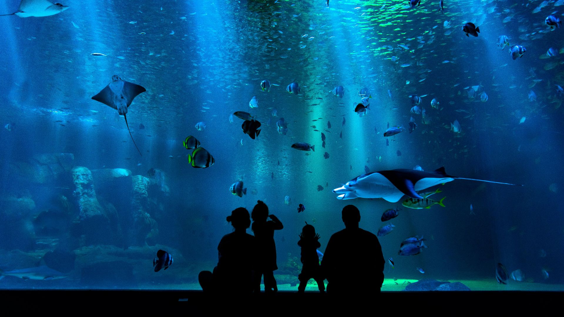 silhouette of people looking at auqrium