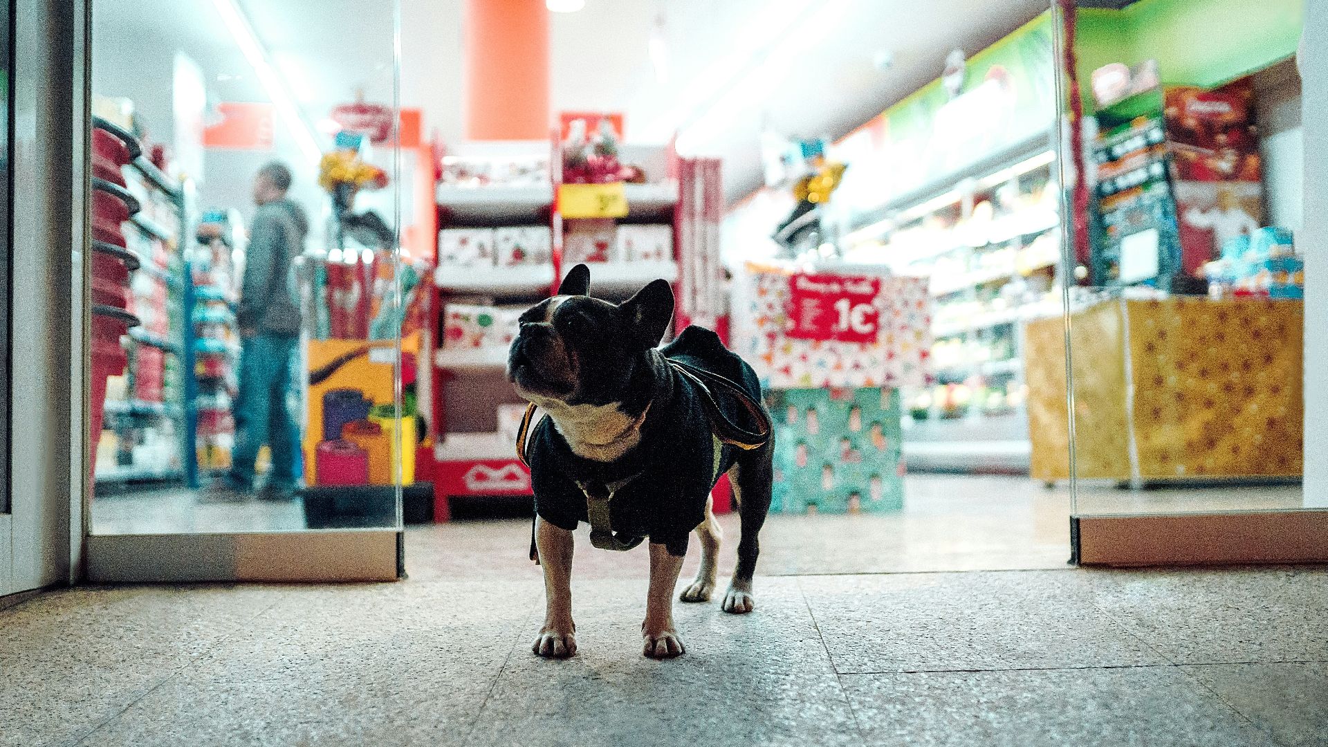 black dog walking in front of store