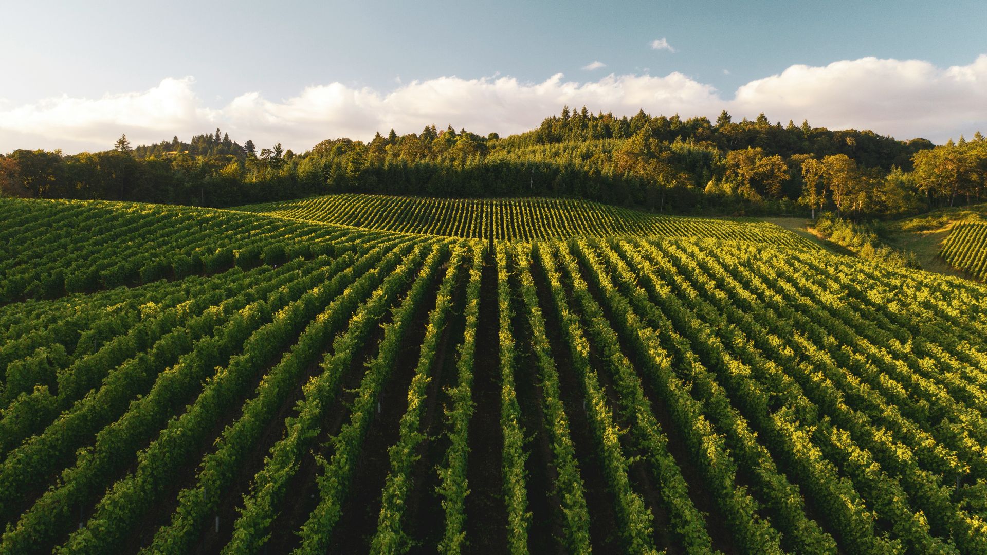 pile of leafed plants