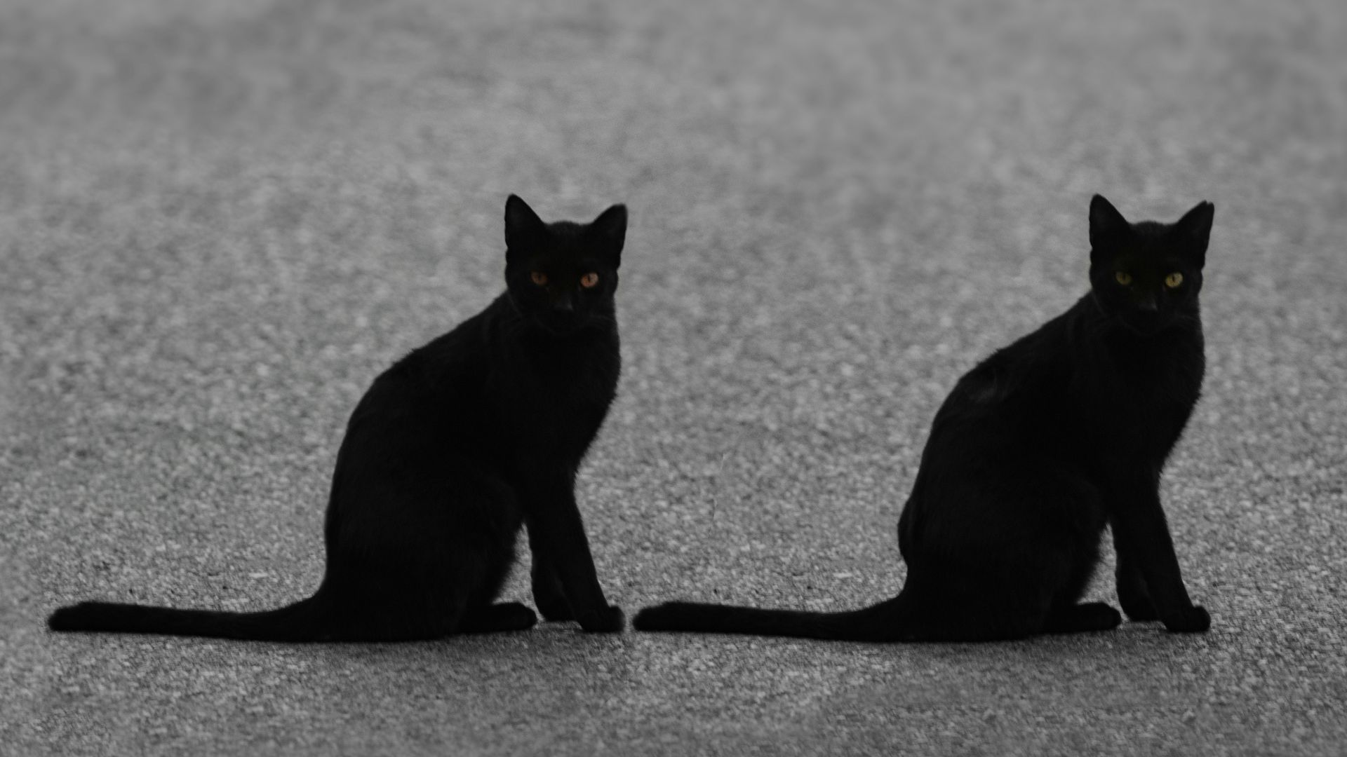 a couple of black cats sitting next to each other