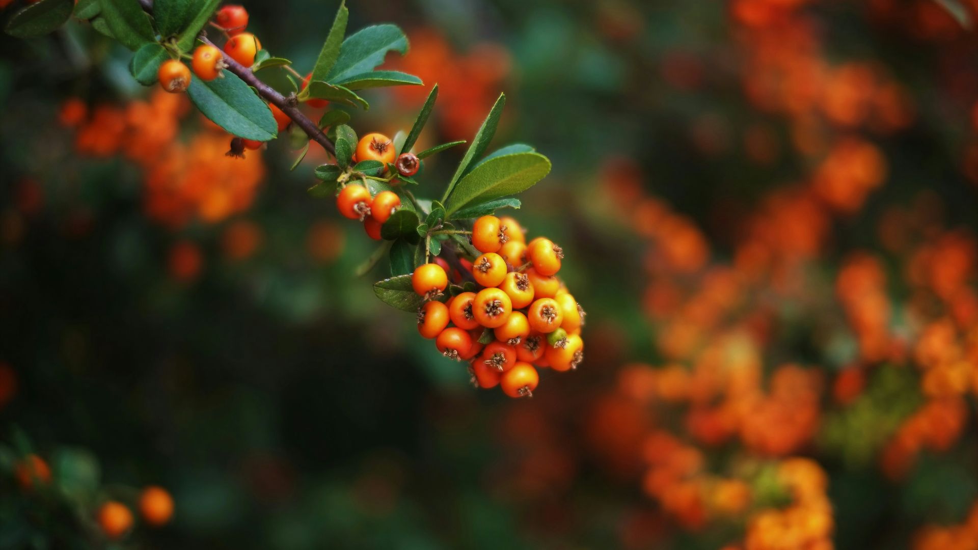 a bunch of orange berries hanging from a tree