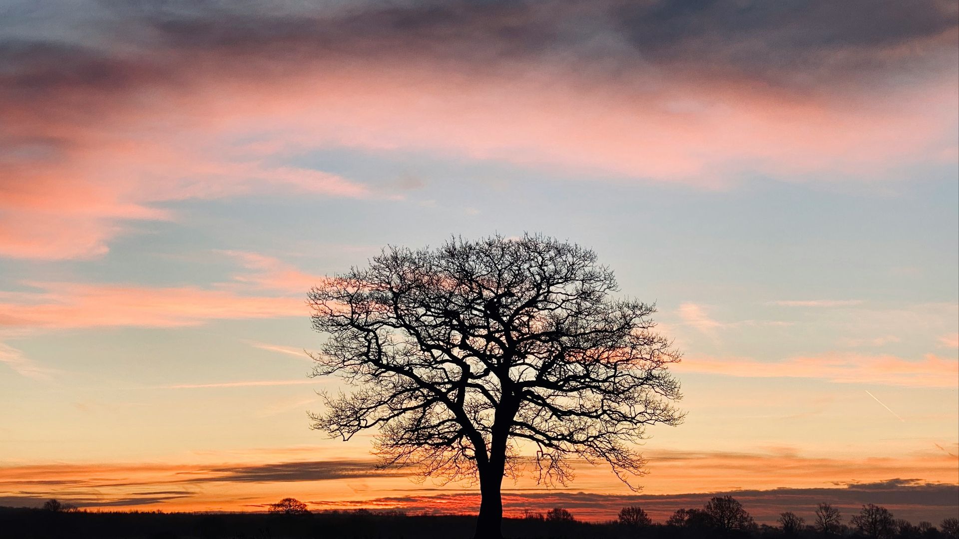 leafless tree under orange and blue sky