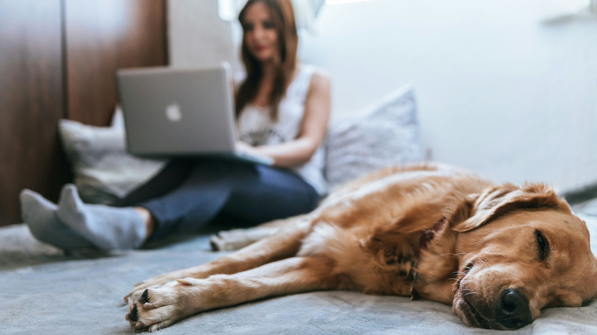 Golden Retriever lying on bed