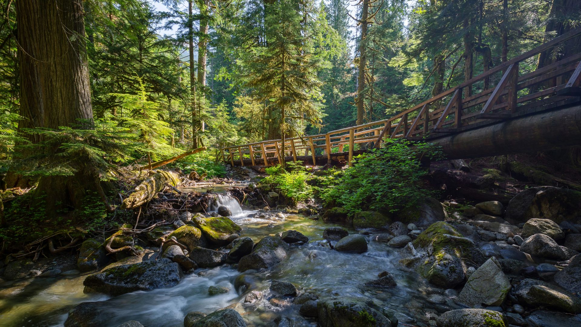 brown wooden bridge over river surrounded by trees