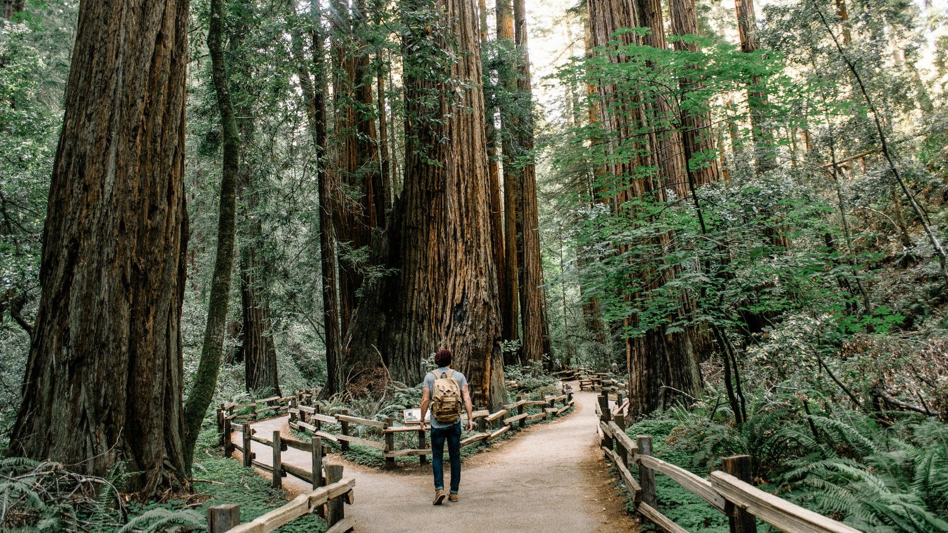 man wearing gray T-shirt standing on forest