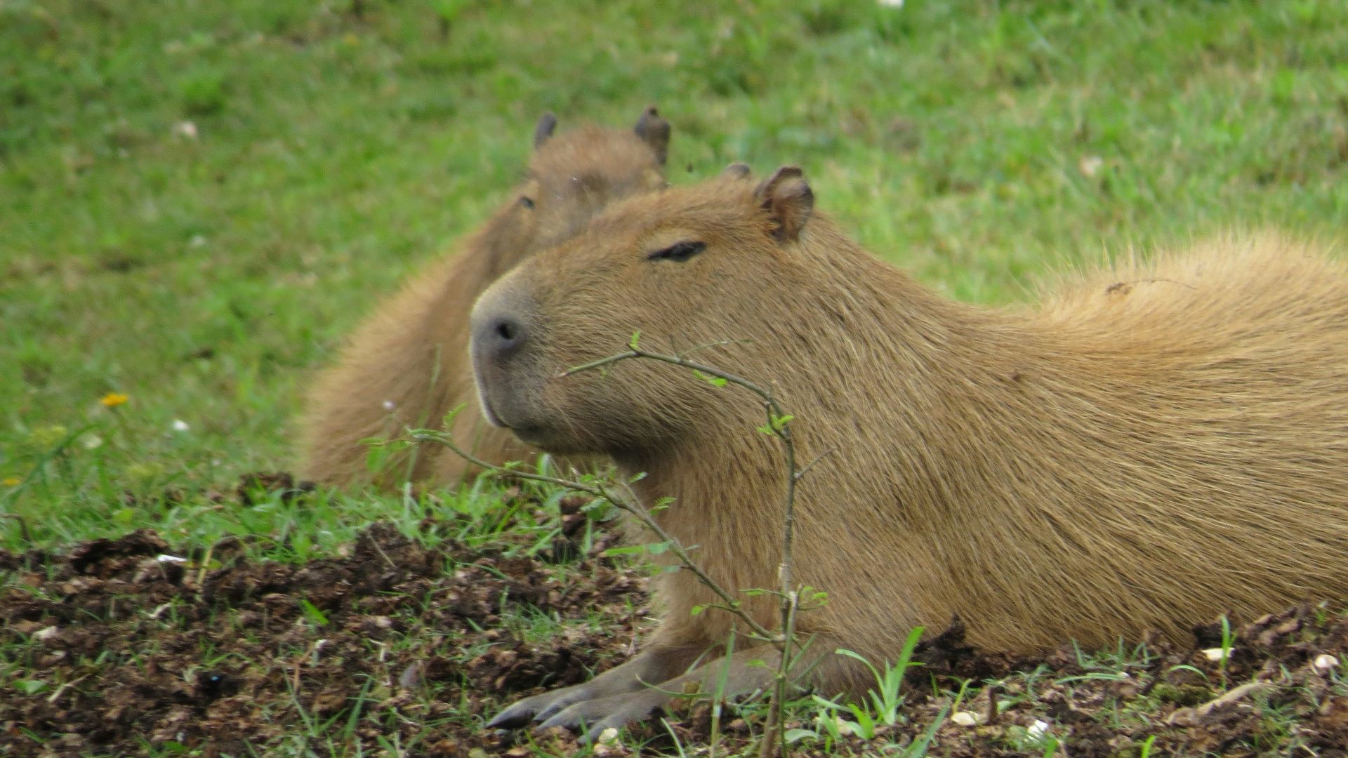 brown rodent on green grass during daytime