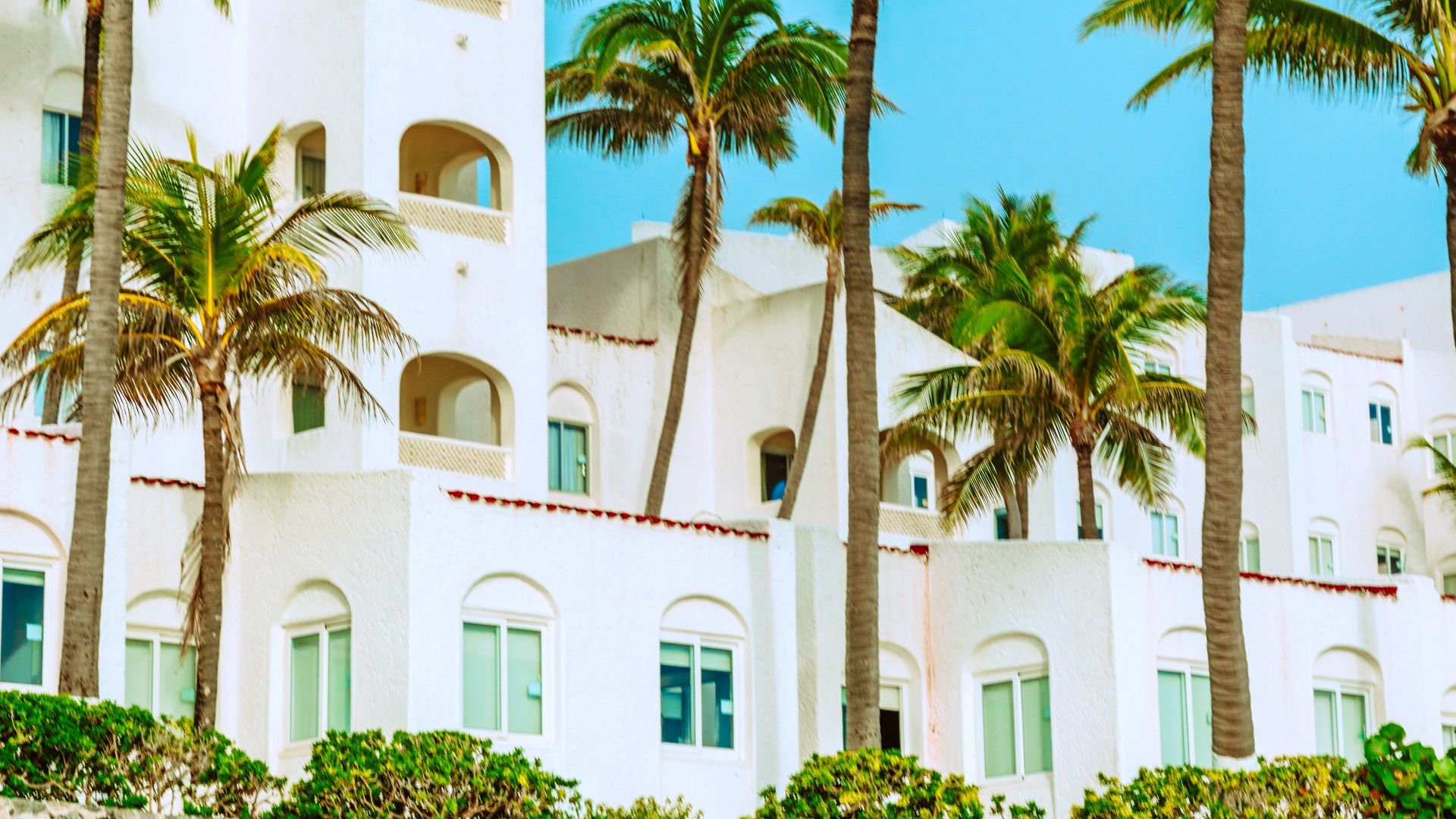 palm trees near white concrete building